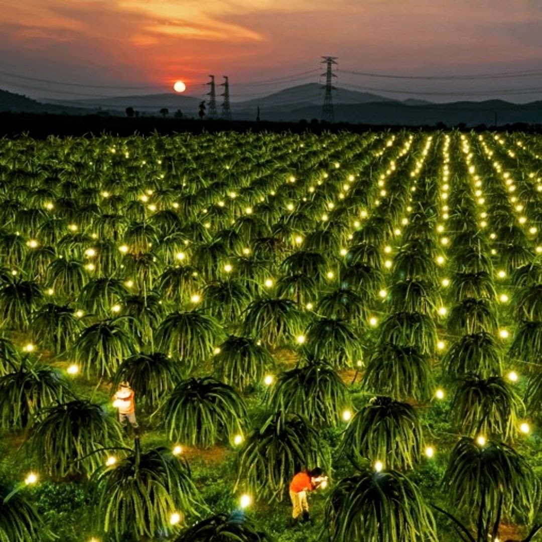 chieu-sang-thanh-long